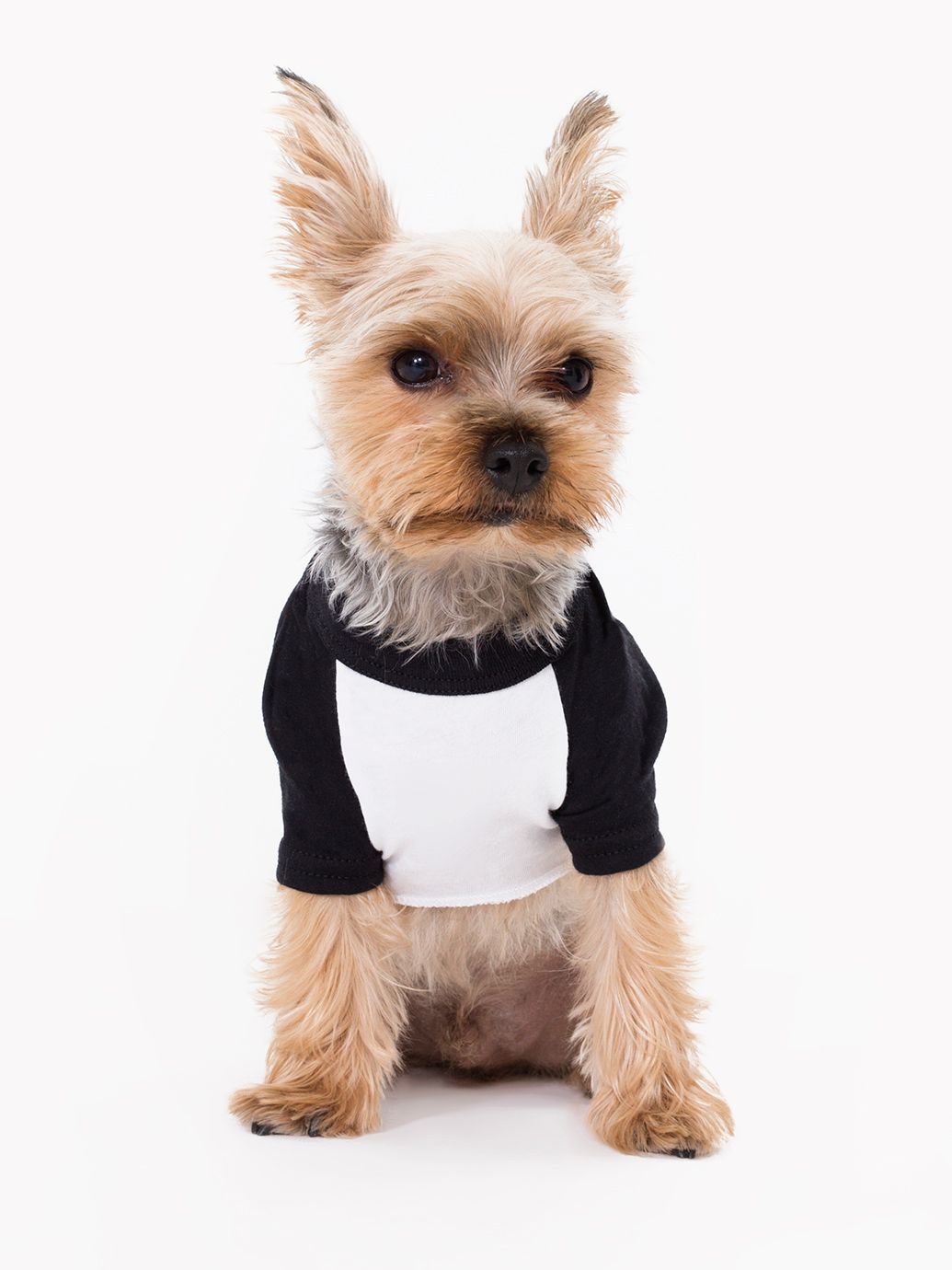 http://s7d9.scene7.com/is/image/AmericanApparel/bb953b_white_black?defaultImage=/notavail&$ProductGrid2.5_4$