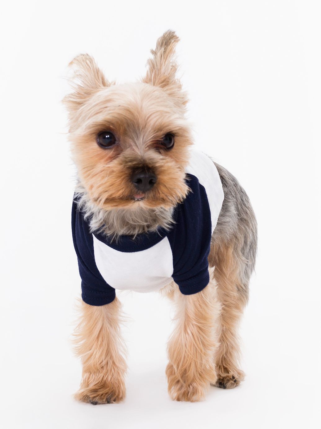 http://s7d9.scene7.com/is/image/AmericanApparel/bb953v_white_navy?defaultImage=/notavail&$ProductGrid2.5_4$