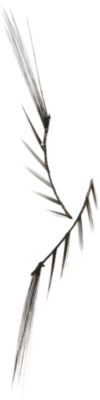 Beauty Is Life - VIP Lashes