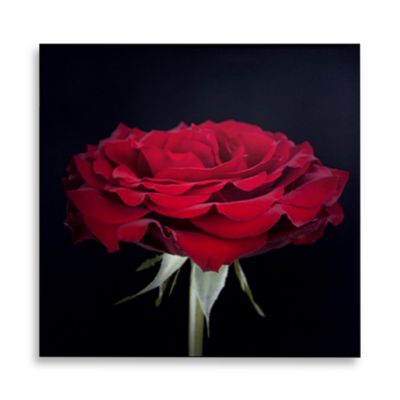 Crimson Kiss Wall Art