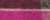 Tulip Pink