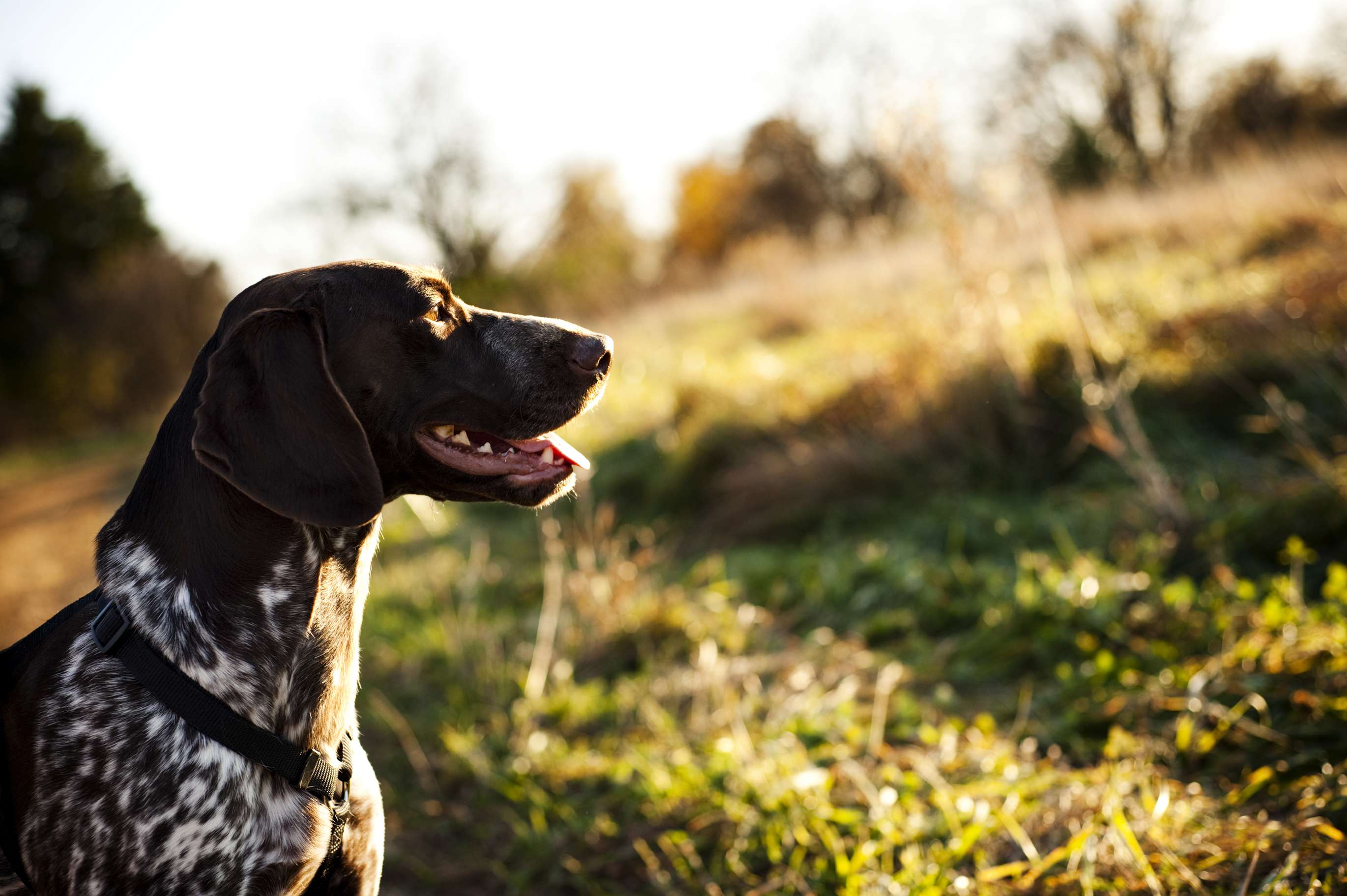 hunting-dogs-101-everything-you-ever-wanted-to-know-carhartt