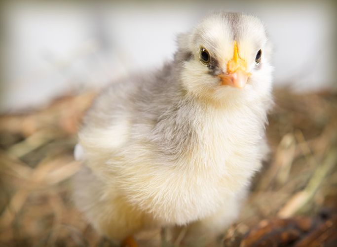 Chick Days at Murdoch’s