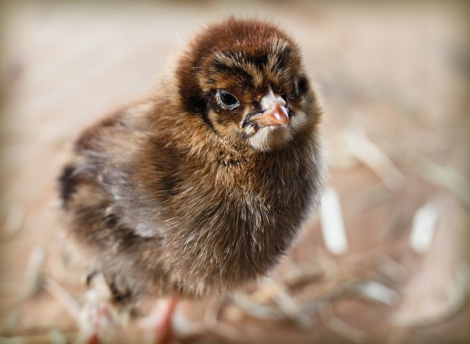 Chick Days at Murdoch’s