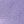 Aster Purple