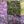 Grape