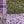 Grape