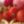 Coral Rose Multi