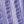 Aster Purple