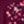 Black Cherry