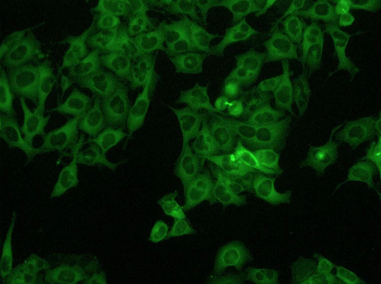 DM IL LED Inverted Laboratory Microscope