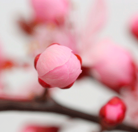 A pink flower blooms.