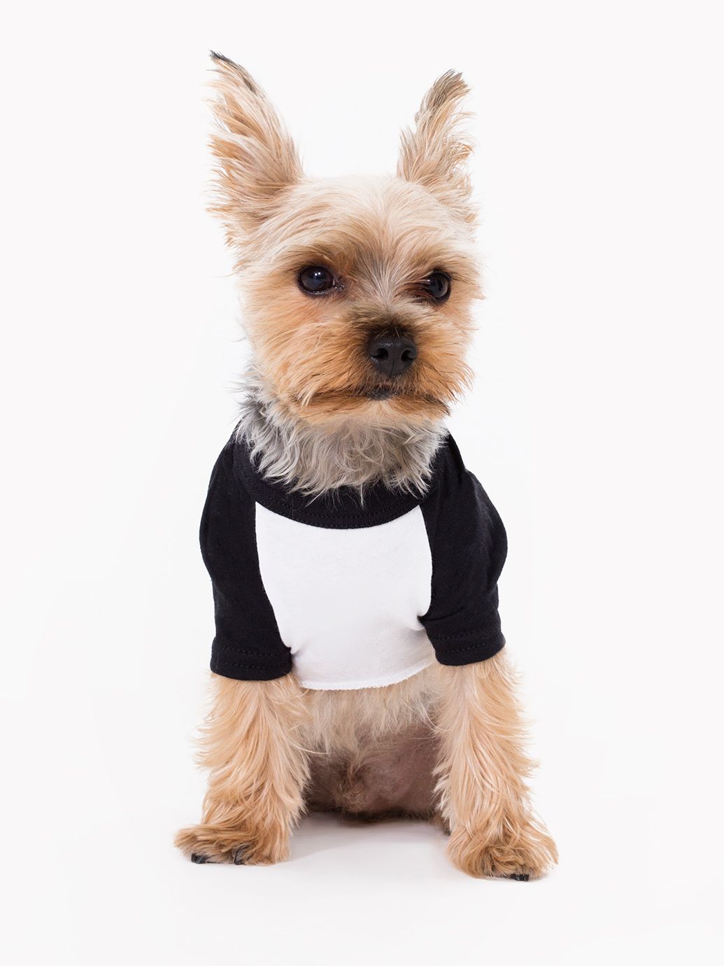 Up to 70% off dog hoodies @ American Apparel + Another 50% off with ...