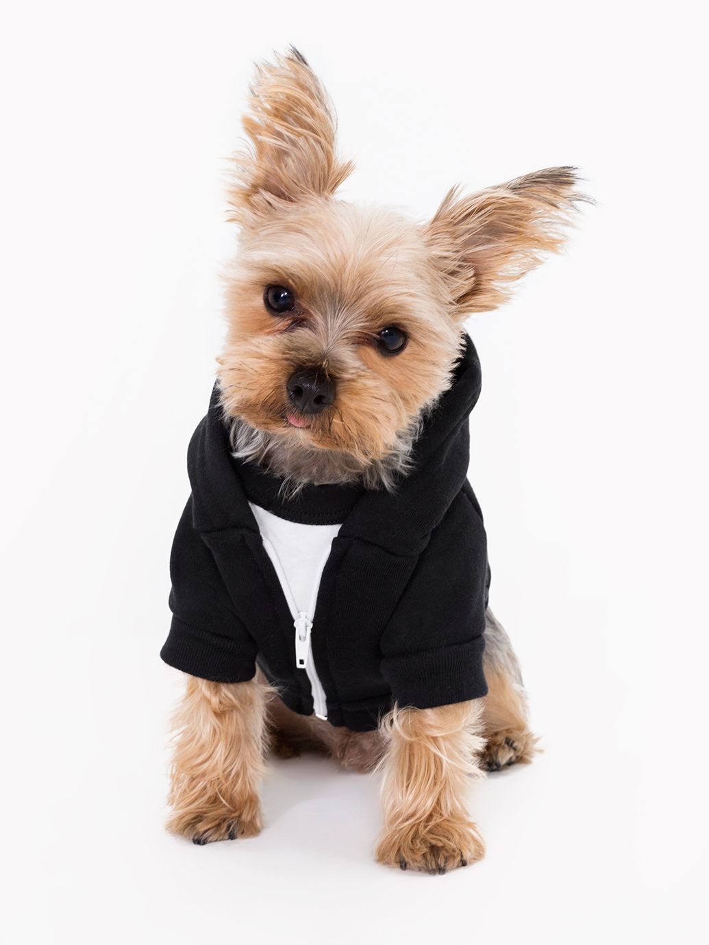 american apparel dog hoodie
