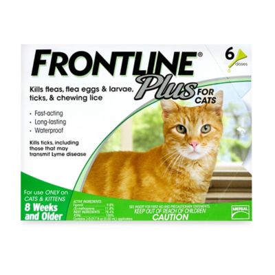 cat front pack