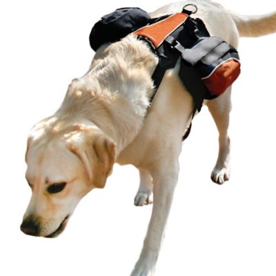 kurgo wander dog backpack