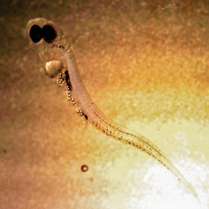 Microplastics-stunt-fish-growth-alter