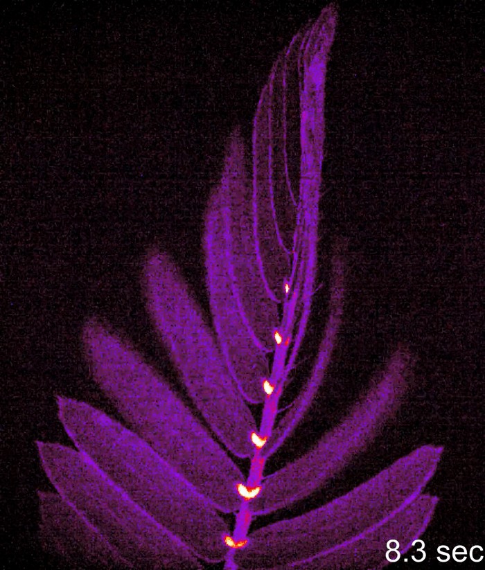 Spectroscopy method combines the best of Raman and fluorescence﻿