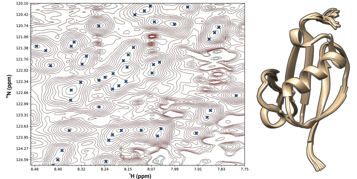 Two images side by side. At left is a 2D nuclear magnetic resonance spectrum that looks like a topological map with steep hills and valleys. The right is a yellow ribbon structure of a small protein.