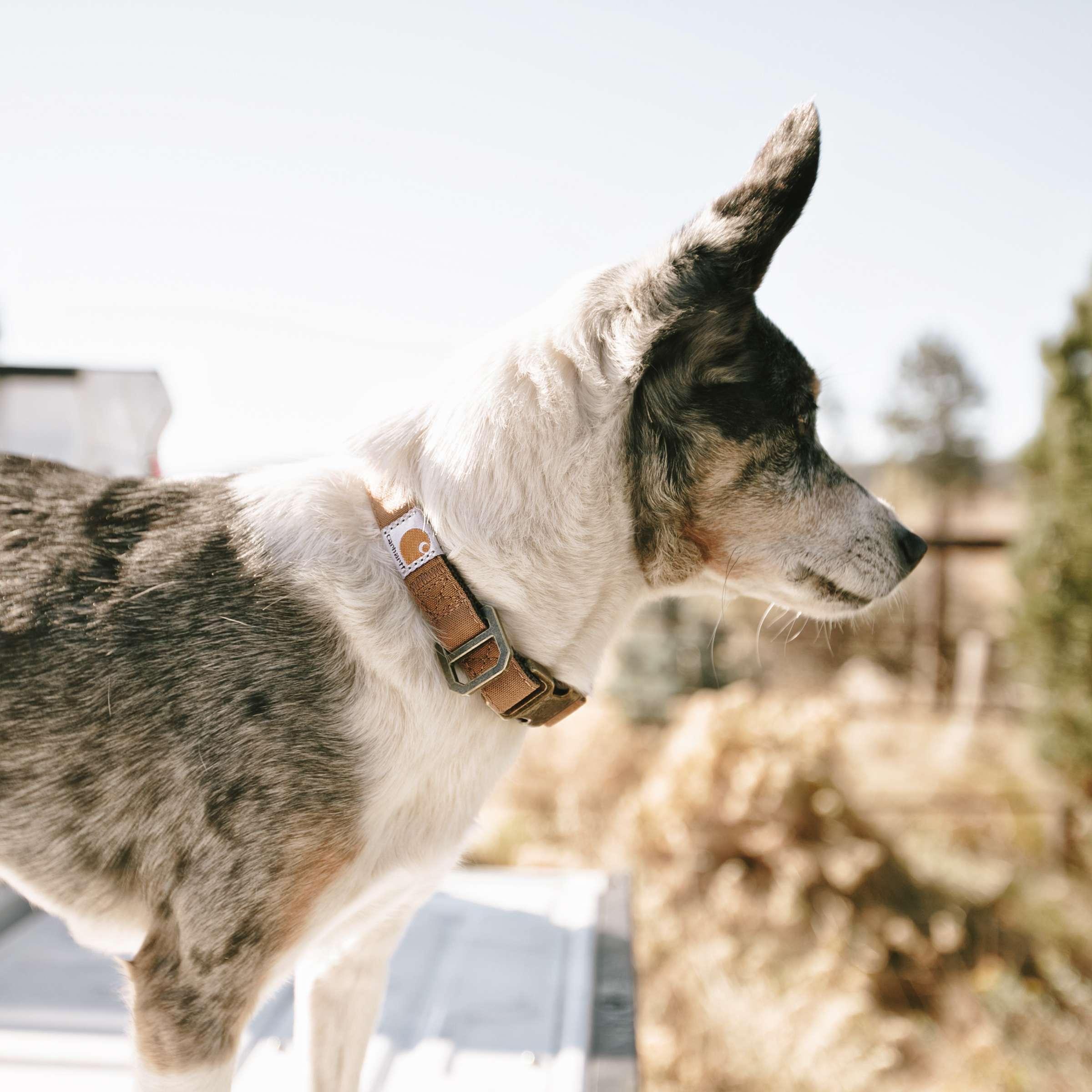 Carhartt dog hotsell harness review