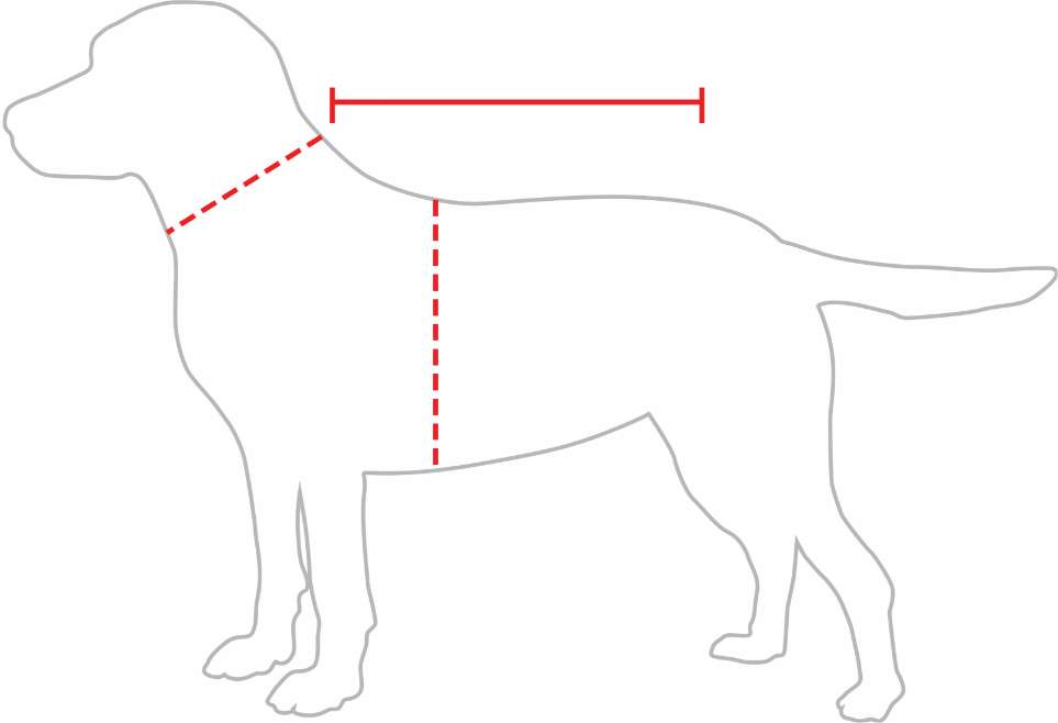 measurements dog