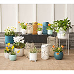 Outdoor Oasis Pineapple Lines Ceramic Planter Collection