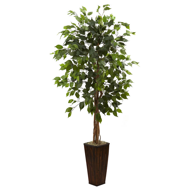 5.5' Ficus Tree With Bamboo Planter - Asstd National Brand - Floral Arrangements - Green - Green