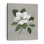 Botanical Magnolia Giclee Canvas Art