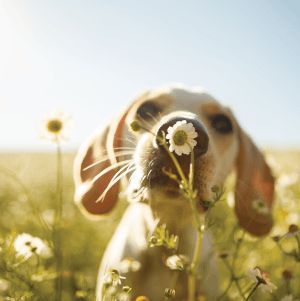 Dog smelling flower