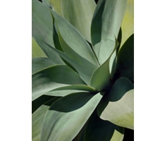Shadow Agave 1 Acrylic Wall Art