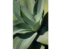 Shadow Agave 1 Acrylic Wall Art