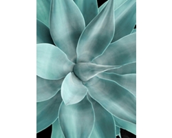 Shadow Agave 2 Acrylic Wall Art