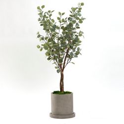 5' Silver Dollar Tree in Small Grey Marta Pot
