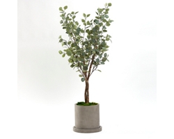 5' Silver Dollar Tree in Small Grey Marta Pot