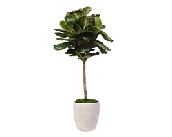 5.5' Fiddle Leaf Fig Tree in Round White Planter