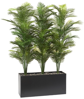 Robellini Palm Screen In Rectangle Planter - 74"H