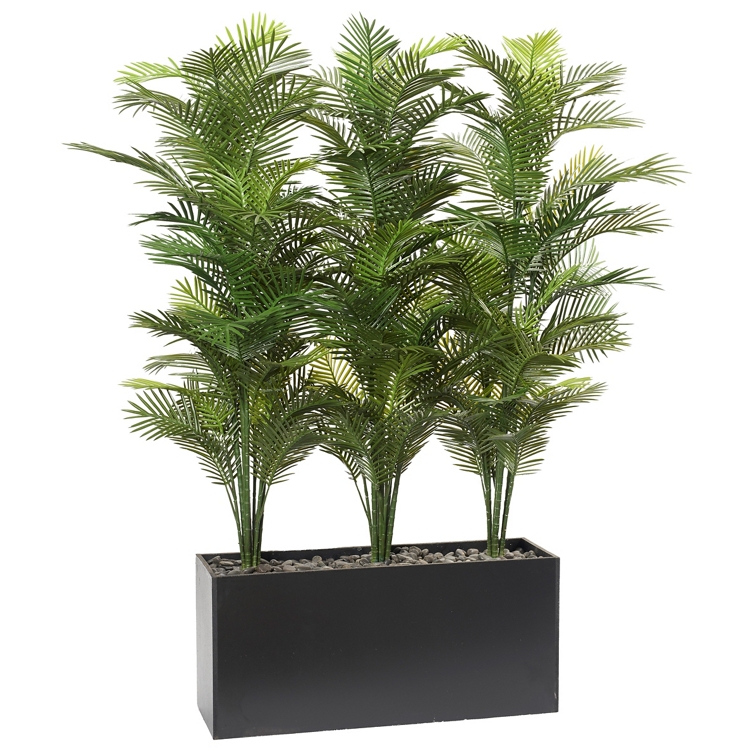 prayer plant rooting Wholesale