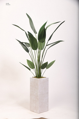 5' Traveler Palm in Tall Square White Resin Planter