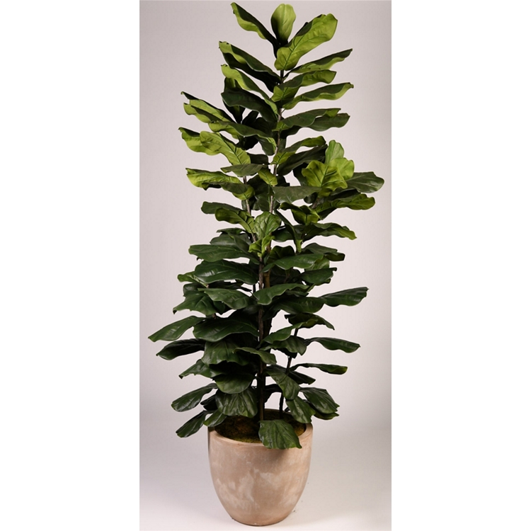 8' Jumbo Fiddle Leaf Fig Tree in Clay Bank Planter
