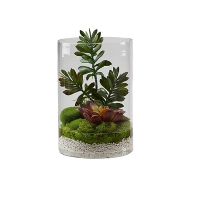 Jade Plant with Aloe and Succulents in Glass Cylinder