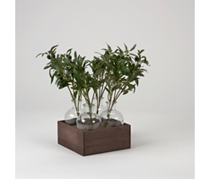 Olive Branches in Glass Bottles in Wood Crate