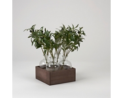 Olive Branches in Glass Bottles in Wood Crate