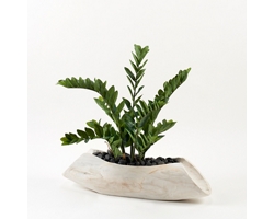 Zamifolia Plant in Light Tan Wood Log