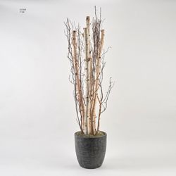 7' Birch Pole and Birch Branches in Round Black Textured Planter