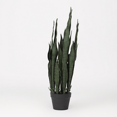 Sansevieria Plant in Nursery Pot