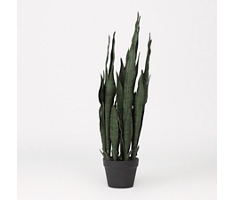 Sansevieria Plant in Nursery Pot