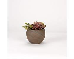 Assorted Echeveria and Succulents in Round Brown Marble Planter