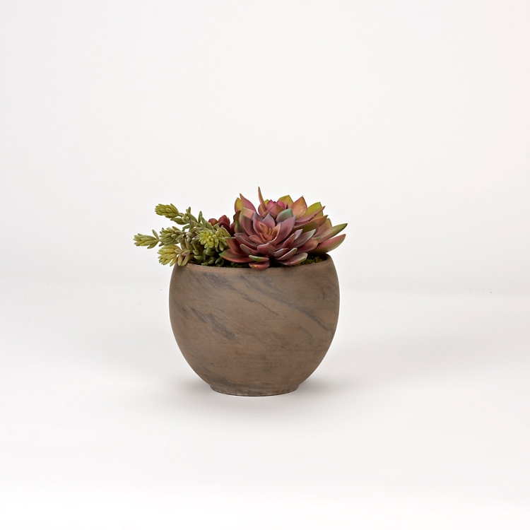 green and red succulent plant Paddle Plant main image 0