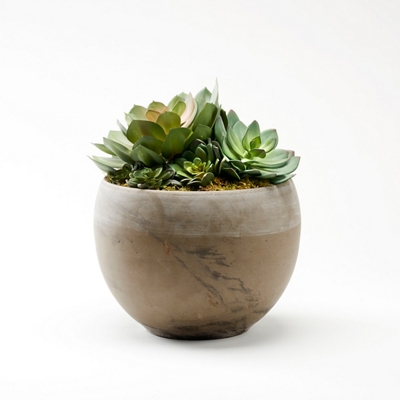 Assorted Echeverias in Round Brown Marble Planter