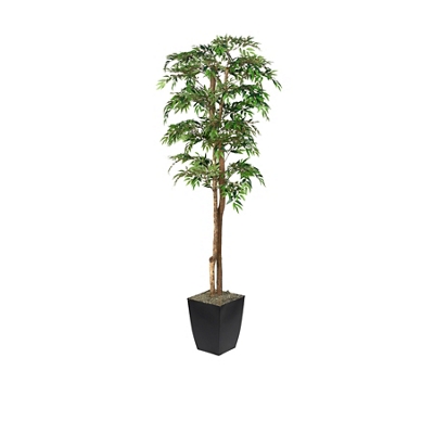 6' Ruscus Tree in Black Metal Planter